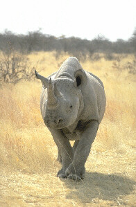 Spitzmaulnashorn (Foto: Birgit M�hring)